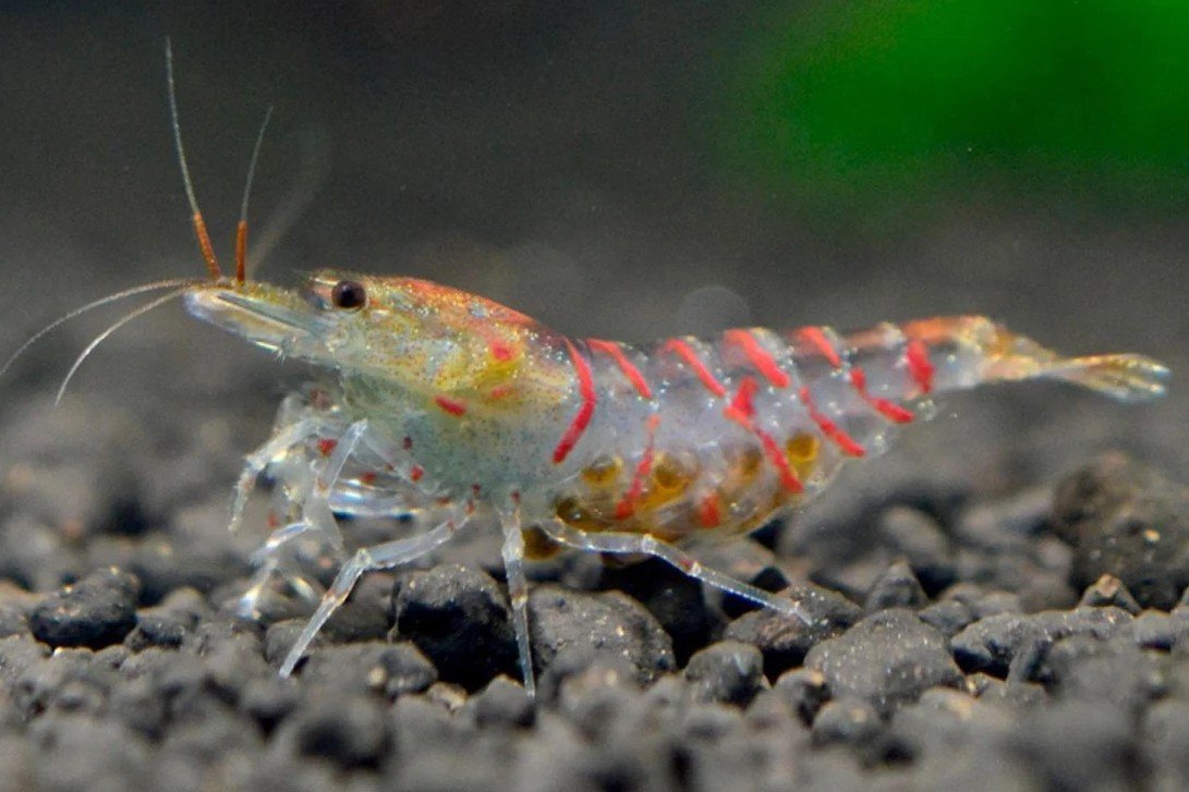 Red Tiger