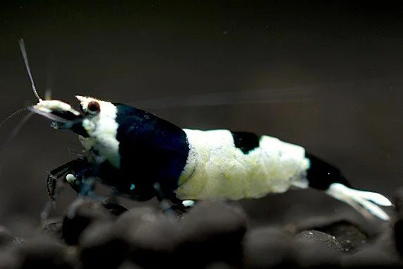 Black Taiwan Bee