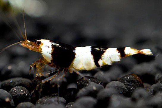 Black Bee