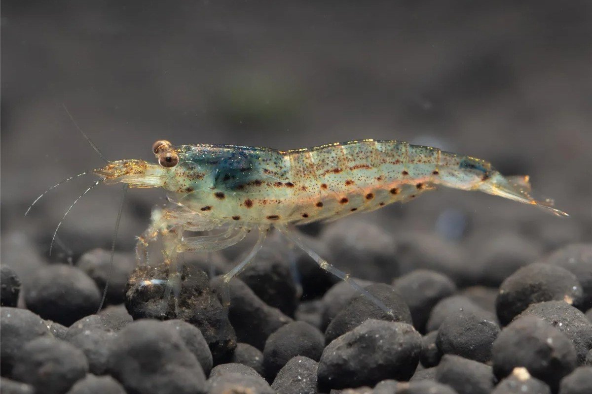 Amano