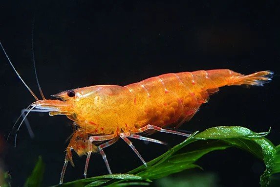 Orange Tiger