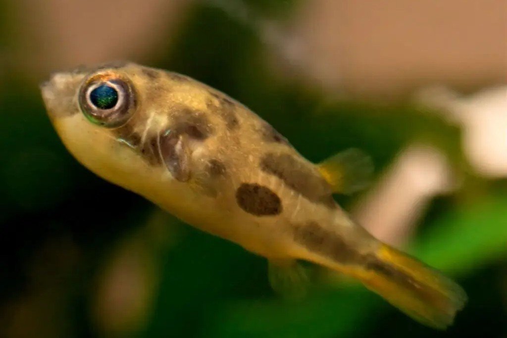 Dwarf Malabar Puffer