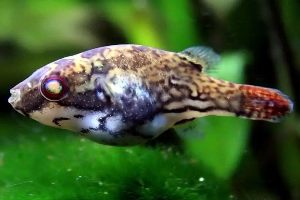 Red-tailed red-eye puffer