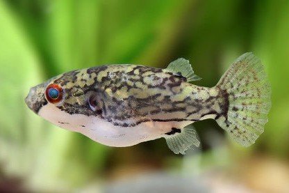 Redeye puffer