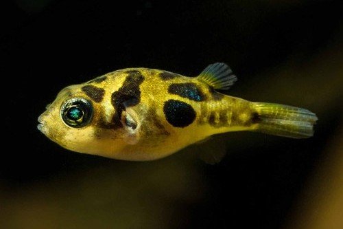 Dwarf pufferfish
