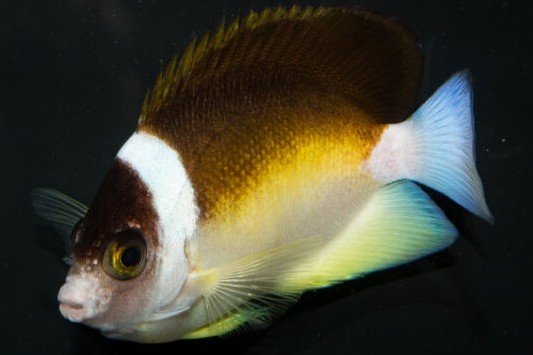 Abe's angelfish
