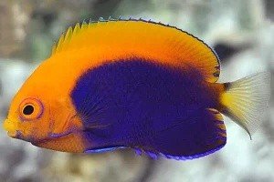 African pygmy angelfish