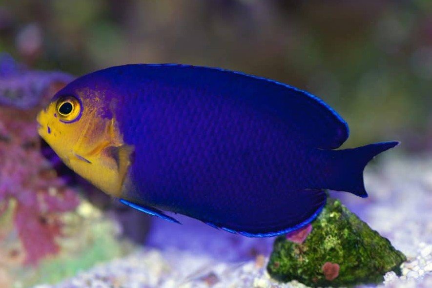 Cherubfish