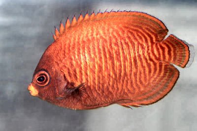 Golden dwarf angelfish