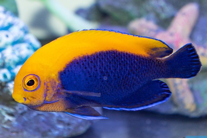 Yellowback dwarf angelfish
