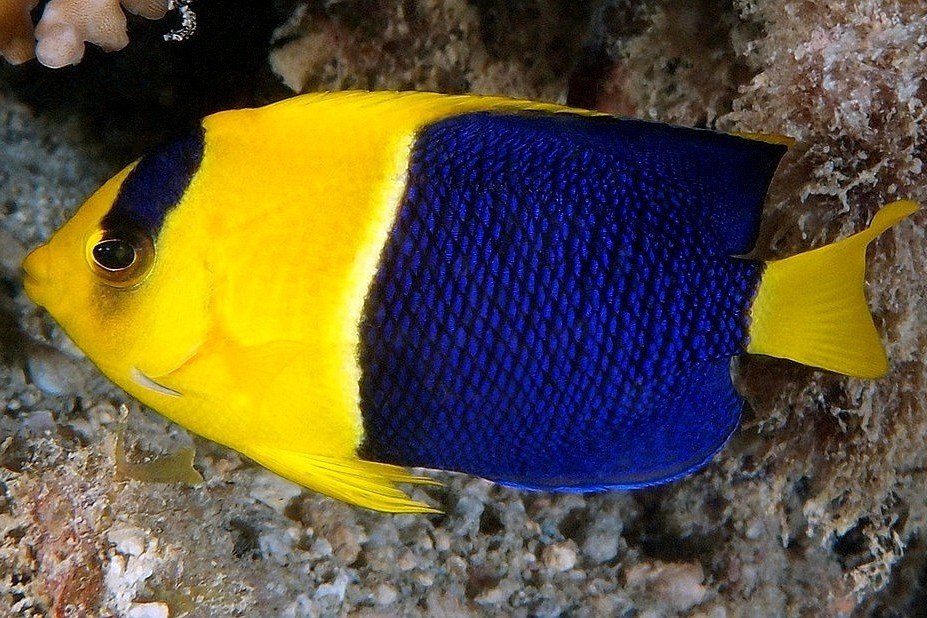 Bicolor angelfish