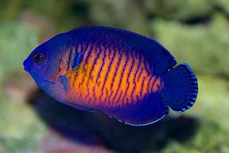 Twospined angelfish