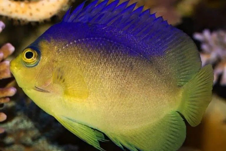 Cocos pygmy angelfish