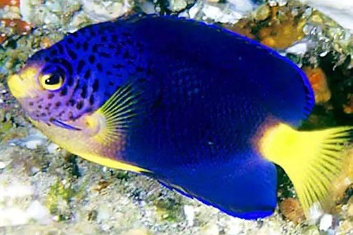 Mauritius blue dwarf angelfish