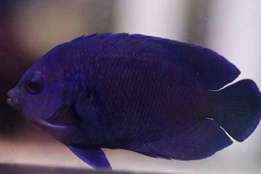 Blue Velvet Angelfish