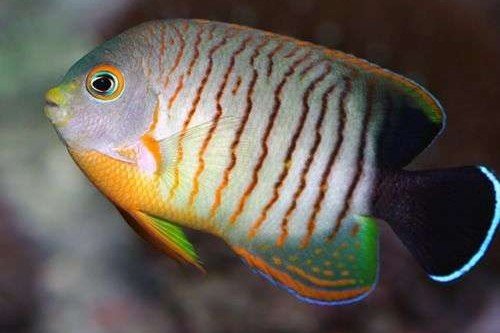 Eibl's dwarf angelfish