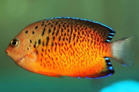 Rusty angelfish