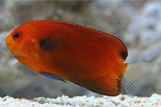 Orange angelfish