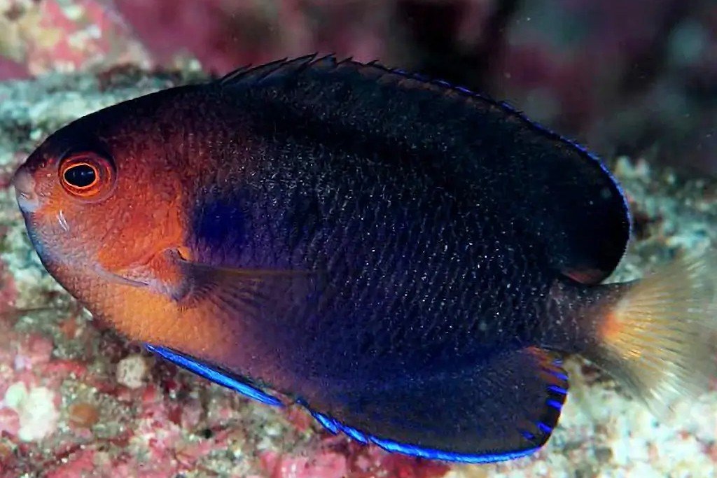 White-tail dwarf angelfish