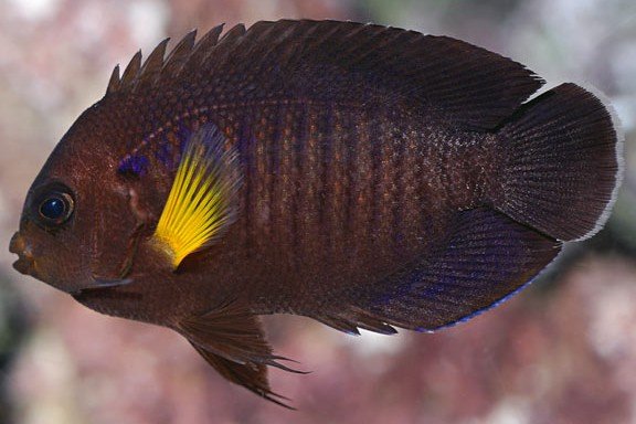 Yellowfin angelfish