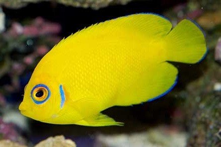 Lemon angelfish