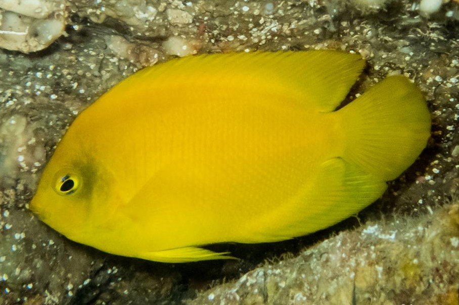 Herald's pygmy angelfish