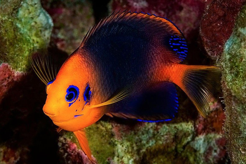 Black-eared pygmy angelfish