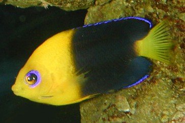 Yellowhead pygmy angelfish