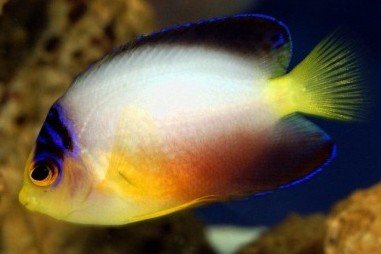 Multicolor dwarf angelfish