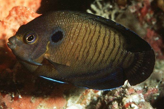 Brown dwarf angelfish