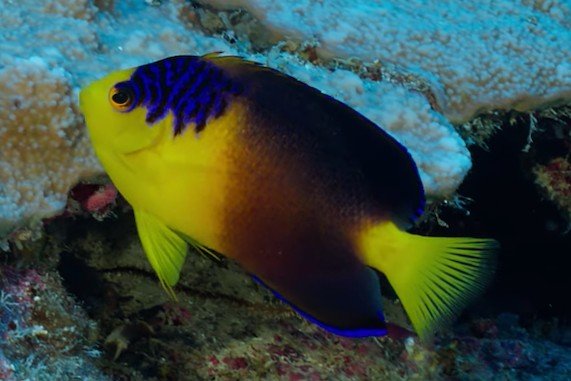 Nahacky's dwarf angelfish
