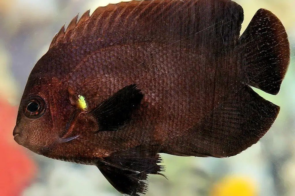 Midnight dwarf angelfish