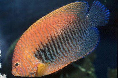 Centropyge potteri