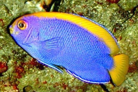 Resplendent pygmy angelfish