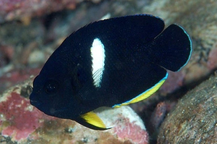 Keyhole angelfish