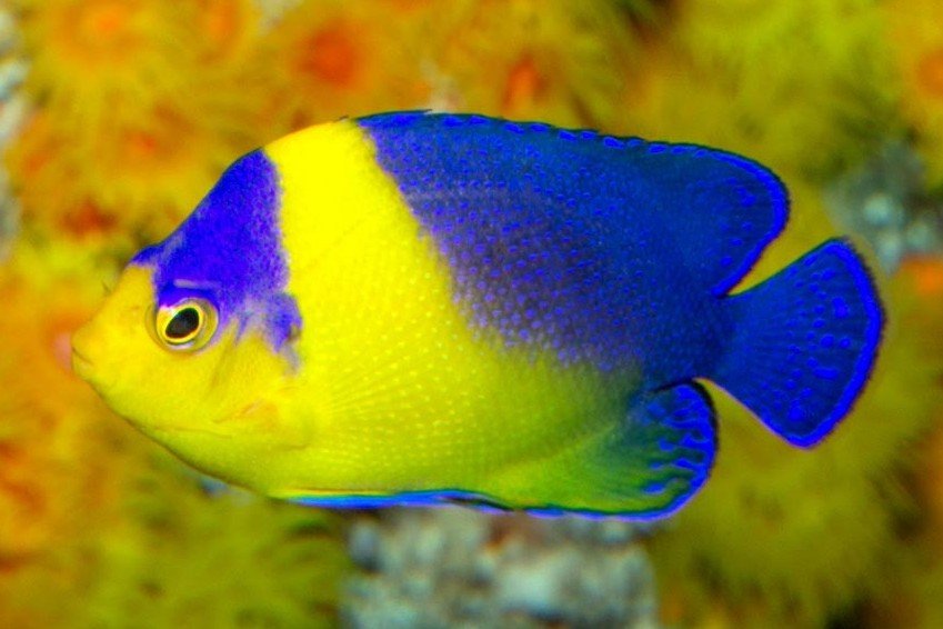 Purplemask angelfish