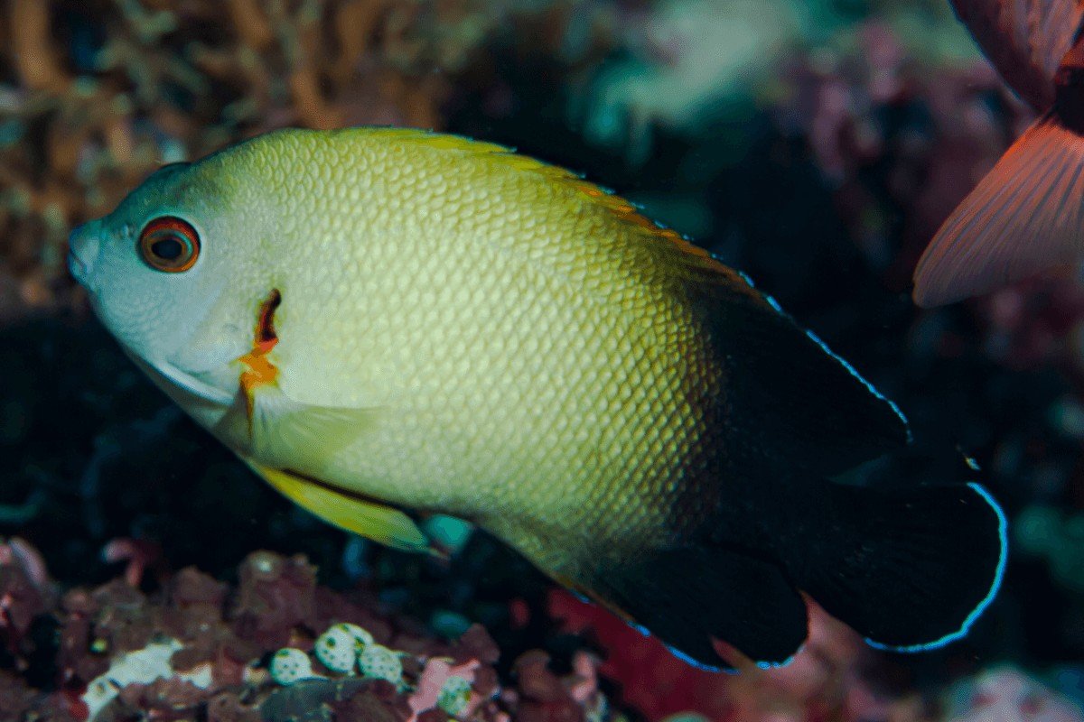 Pearlscale Angelfish