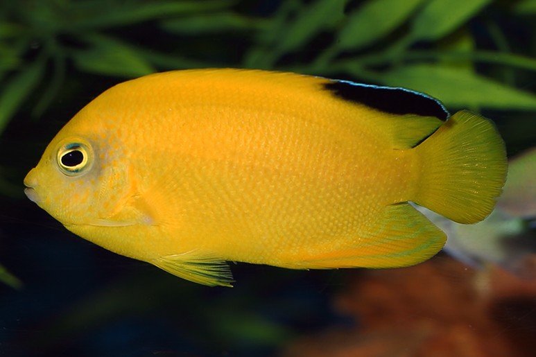 Woodhead's dwarf angelfish