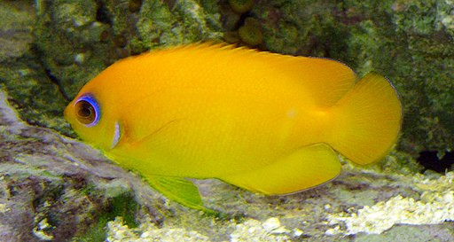 Centropyge flavissimus
