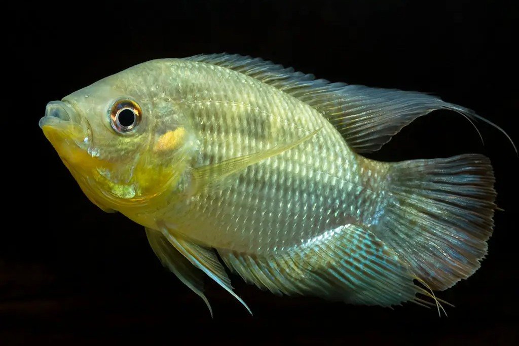 Chaetobranchopsis orbicularis