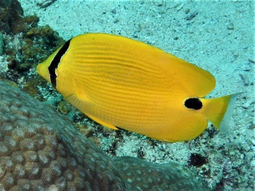 Yellow butterflyfish
