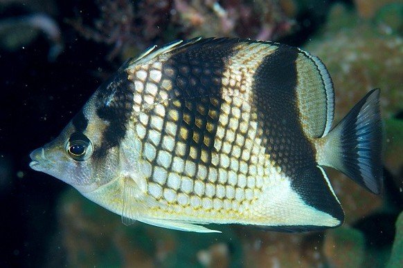 Chaetodon argentatus