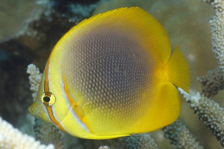 Golden butterflyfish