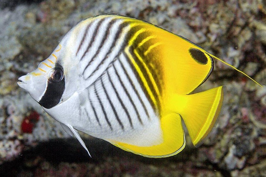 Threadfin butterflyfish