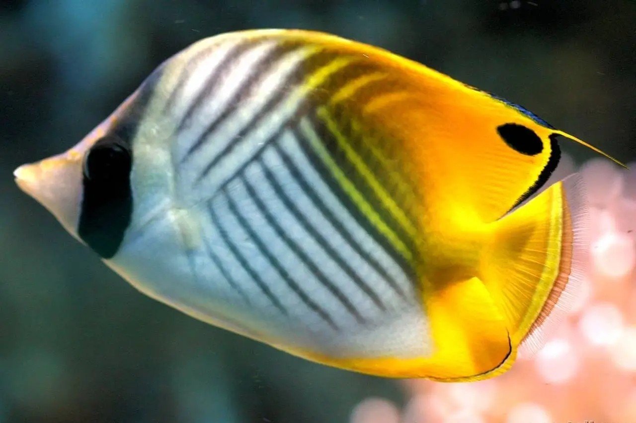 Threadfin butterflyfish