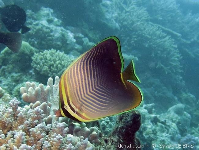 Chaetodon baronessa