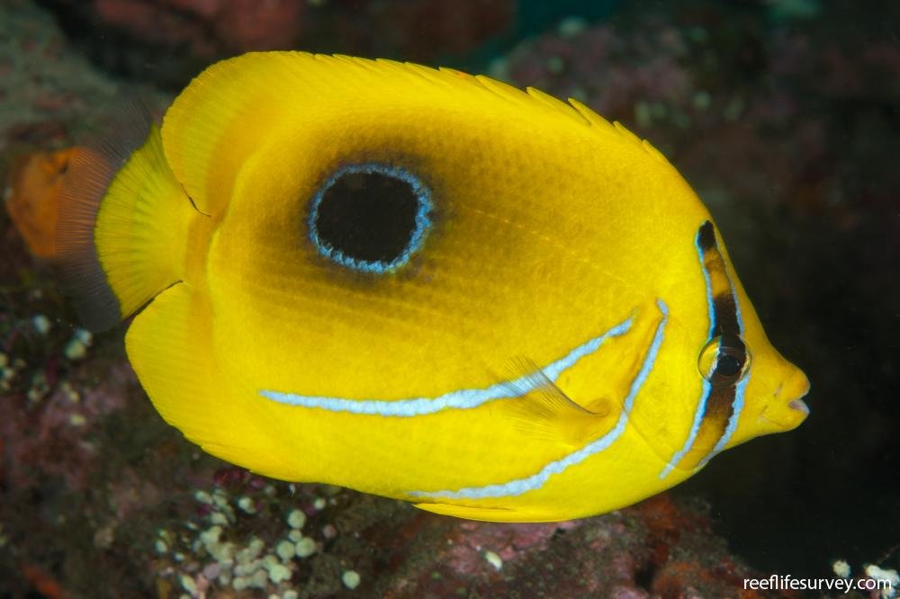 Bennett's butterflyfish