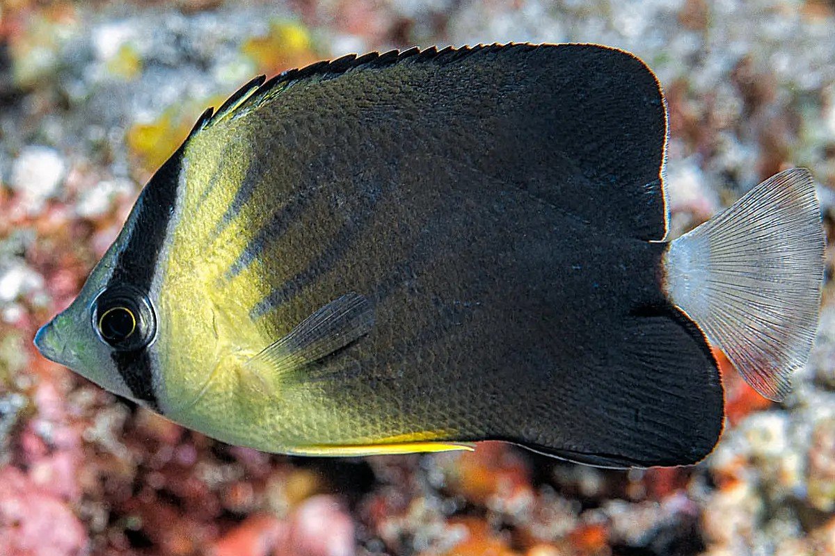 Blackburn's butterflyfish