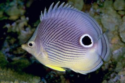 Four-eye Butterflyfish