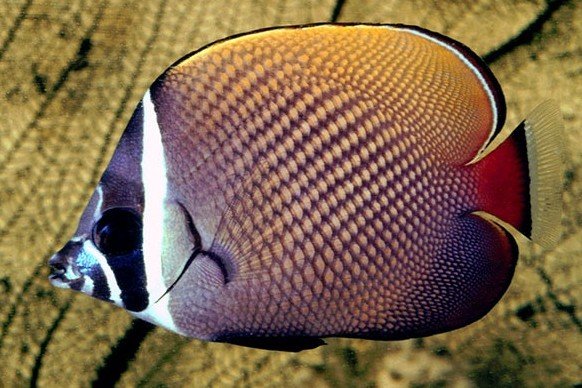 Redtail butterflyfish